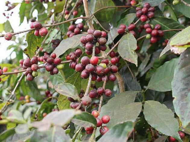Kapverden genießen: auf der Insel Fogo wird einer der weltweit besten Kaffees angebaut