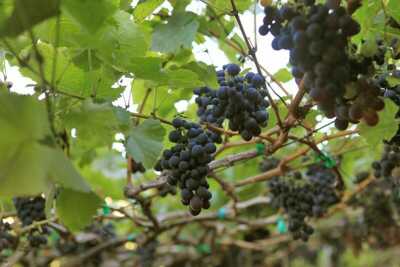 Wein auf Madeira vor der Ernte - daraus wird bester Madeirawein