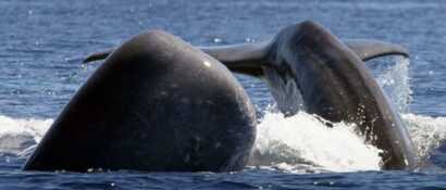 Whalewatching Bootstour auf Sao Miguel Teaser