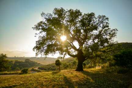 Landschaftlich ein Hochgenuss: Portugal Urlaub in der Region Alentejo