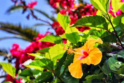 Madeira im Winter: Eine Blumeninsel das ganze Jahr