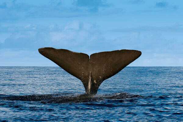 Meeresriesen hautnah erleben: Krönen Sie Ihren Azoren-Strandurlaub mit einer Whalewatching-Bootstour.