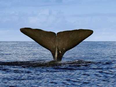 Walbeobachtung auf Faial