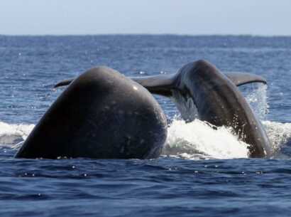 Pottwale und Delfine sind ganzjährig beim Whale Watching Sao Miguel auf den Azoren anzutreffen.