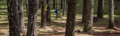 Madeira-mountainbiken-im-wald