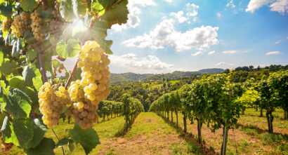 Wandern und Wein am Douro-Fluss entlang des Jacobsweges.