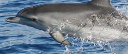 Dlefine und Wale auf Madeira Teaser