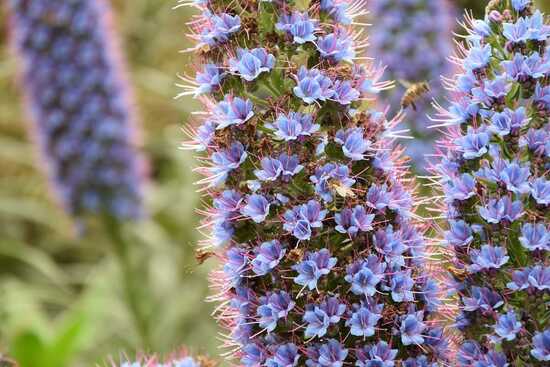 Madeira Tipps - Blumen