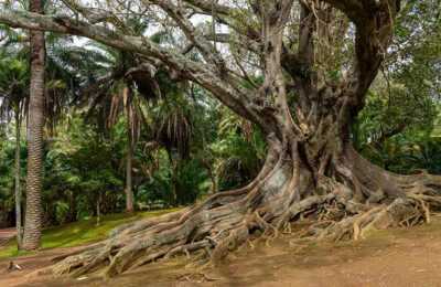 Der Terra Nostra Park und die botanischen Gärten in Ponta Delgada sind eine Reise wert.