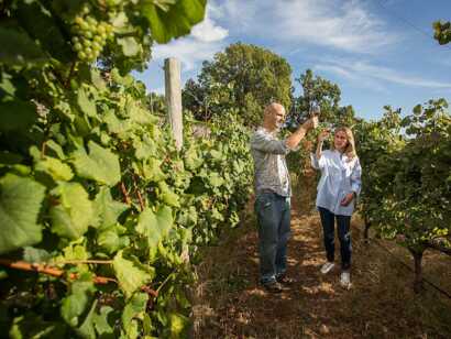 Madeira-highlights-natur-wein