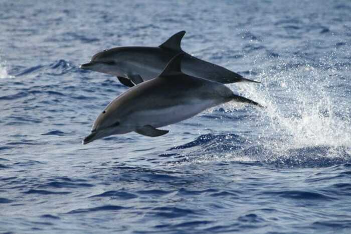 Beste Reisezeit für Wale und Delfine auf Madeira