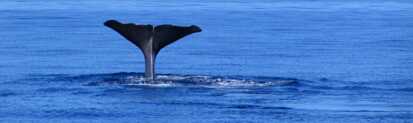 Einer der besten Spots für Whale Watching in Europa sind die Azoren