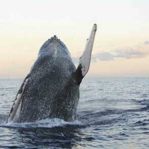 Whale-Watching-Azoren