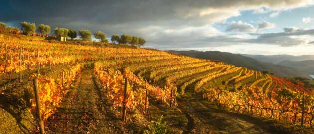 Herbststimmung mit rotorangenen Rebstöcken in den steilen Hängen am Douro Fluss bei der Reise Wandern und Wein mit picotours.