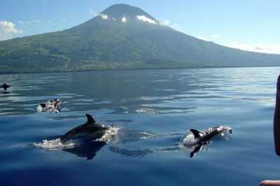 Delfine vor Pico - mit dem Boot aufs Meer zur Tierbeobachtung