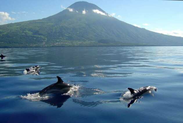 Wale vor dem Vulkan Pico - die Faszination der Azoren in einem Bild festgehalten.