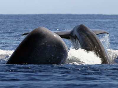 Whale Watching auf Sao Miguel