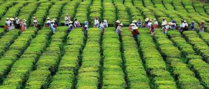 Europas einzige Teeplantage auf Sao Miguel, Azoren-Tee