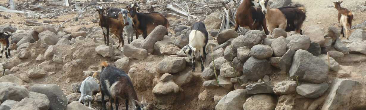 Boa Vista Trekking-Tour Odjo d’Mar - Kapverden