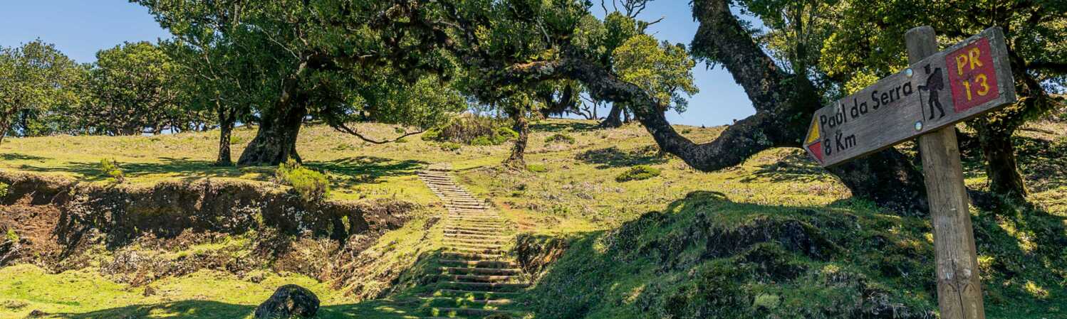 Wandern auf Madeira im ursprünglichen Lorbeerwald