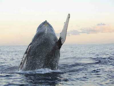 Whale Watching auf São Miguel – im Einklang mit den Riesen der Meere