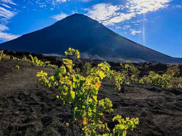 Am Fuße des Vulkans Pico do Fogo wird Wein angebaut, den Sie auch direkt vor Ort probieren können..