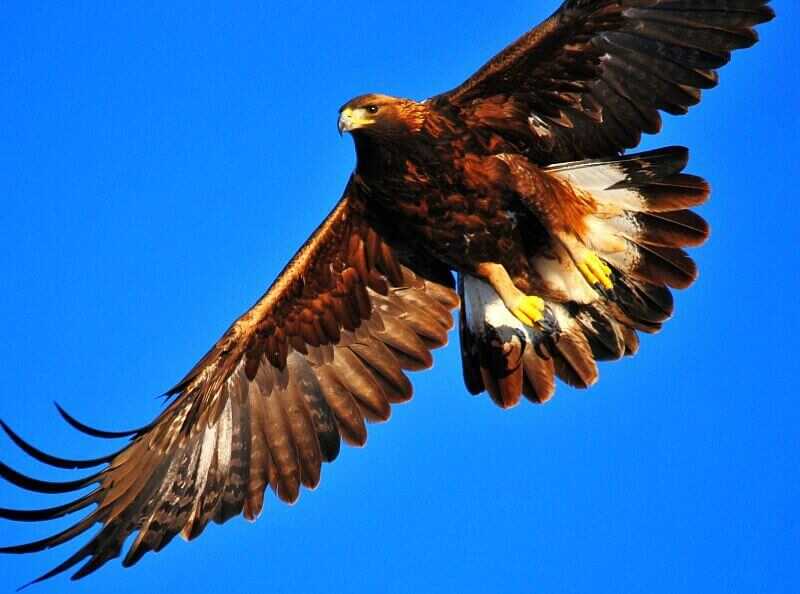 Steinadler schwebt am Himmel der Costa Verde, Portugal