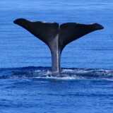Walbeobachtung Azoren