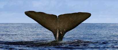 ►Im Walmuseum auf Madeira lernt man alles über die großen Meeressäuger
