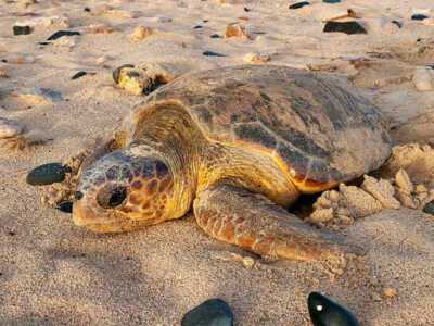 Schildkrötentour auf Boa Vista