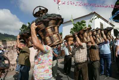 Abtransport der Weintrauben beim Madeira Weinfest