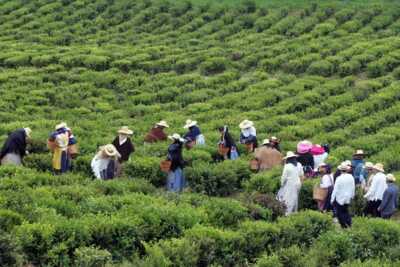 Die Teeplantage auf Sao Miguel