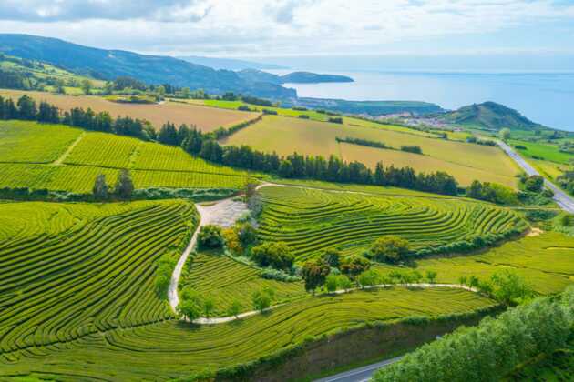 Azoren Natur gibt es auf dieser Mietwagen-Rundreise zu erleben. Aber auch die Kultur der Azoren ist faszinierend. Auf Sao Miguel wird noch Tee angebaut – das ist einzigartig in Europa