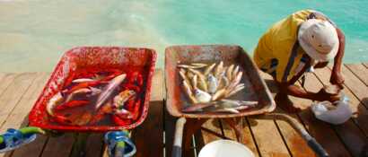Der fangfrische Fisch am Kai von Santa Maria auf der Insel Sal wir sofort verarbeitet und verkauft.