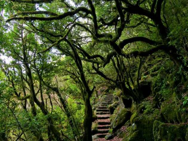Märchenhafter Laurissilvawald im Madeira Osten