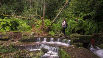 Levada Wandern im Urwald von Madeira