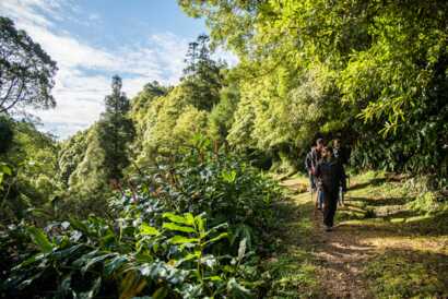 Wundervolle Wanderwege: Lassen Sie sich bei Ihrer Rundreise mit dem Mietwagen über die Azoren Hauptinsel Sao Miguel die Region Nordeste nicht entgehen, eine tolle Sehenswürdigkeit