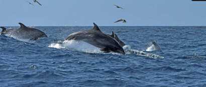 Delfine springen durch das Meer und können beim Whale watching, auf Madeira von Funchal aus, beobachtet werden