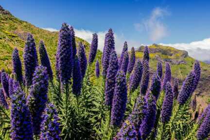 Beim Wandern auf Madeira kann man im Juni den Madeirastoz entdecken