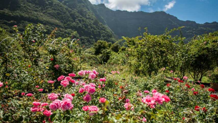 Quinta-arco-roses