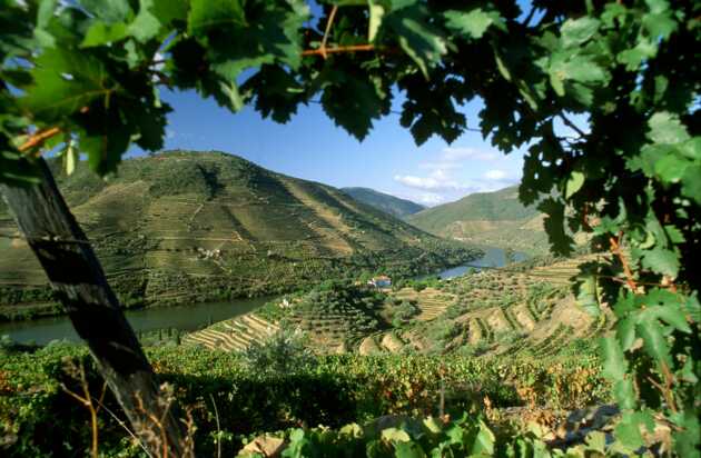Die Weinberge entlang des Douro-Flusses inmitten der Berglandschaft Portugals – eine malerische Verbindung von Weinanbau und Bergketten.