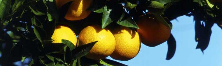 Orangenduft und Küstenwandern Algarve