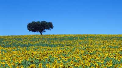 Sonnenblumenfeld in der Region Alentejo