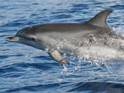 Delfine und Wale auf Madeira