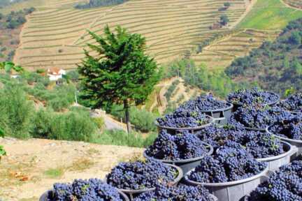 Weinlese bei Pinhao im Dourotal