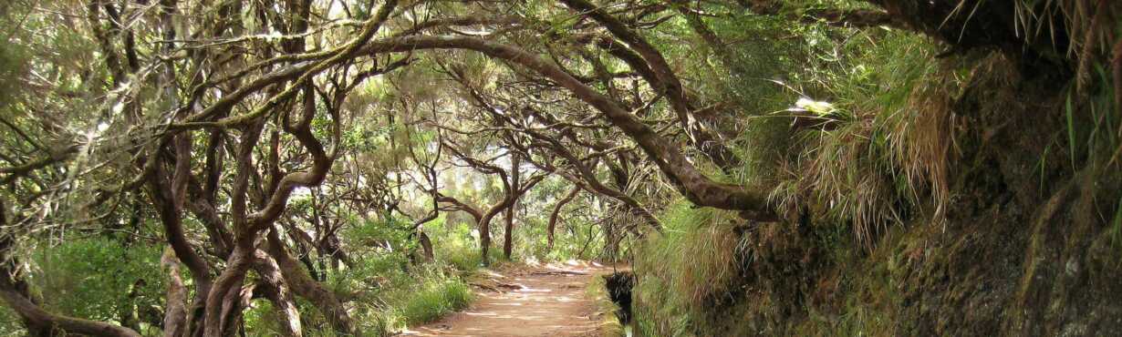 Madeira Wanderung Rabacal und die 25 Quellen