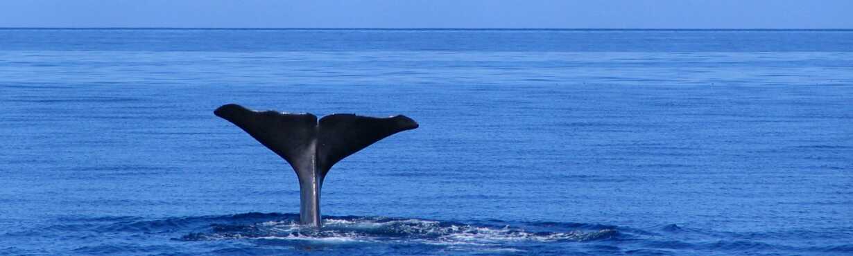 Whale Watching auf Sao Miguel