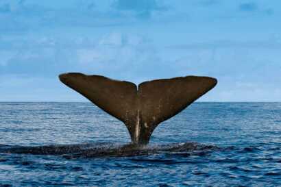 Meeresriesen hautnah erleben: Krönen Sie Ihren Azoren-Strandurlaub mit einer Whalewatching-Bootstour.