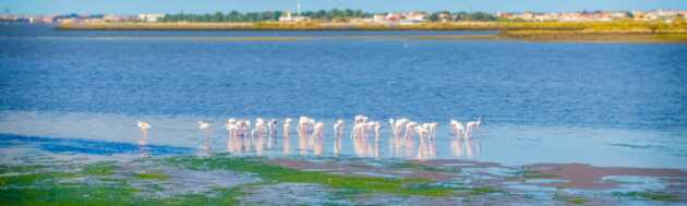 Unbedingt einplanen sollten Sie bei Ihrer Algarve Rundreise das Naturschutzgebiet Ria Formosa