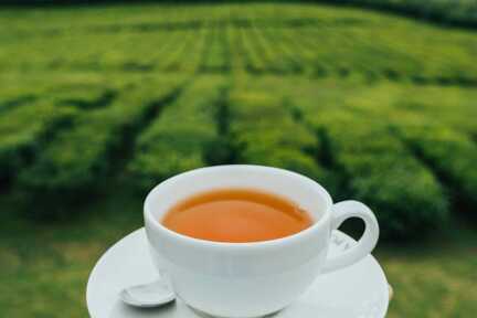 Eine Tasse Tee im Winter auf den Azoren verspricht Wohlbefinden